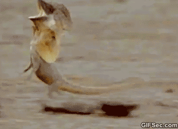 GIF-Funny-lizard.gif?gs=a