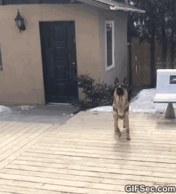 GIF-German-Shepherd-FAIL.gif?gs=a