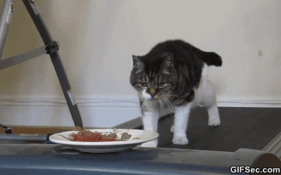 GIF-How-to-Motivate-lazy-cat-to-exercise