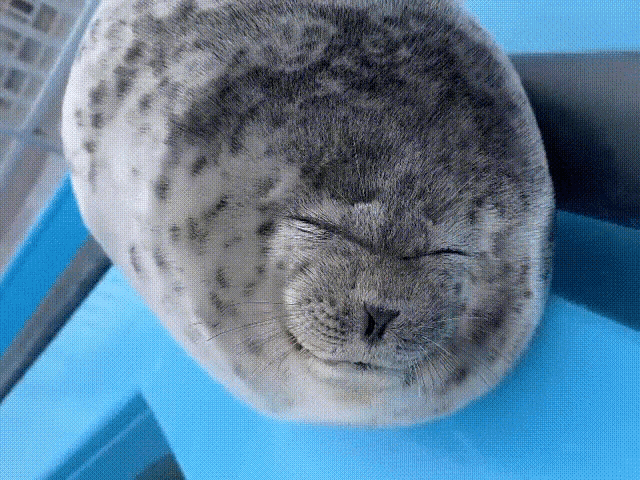 A tired happy seal