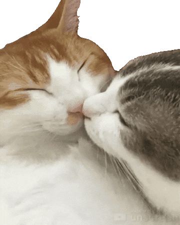 A cat gives a kiss on his girlfriend