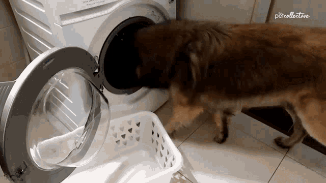 This dog is helping with the laundry