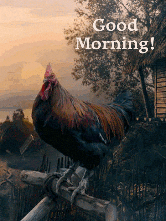 Rooster waking up everyone early morning