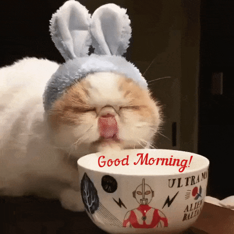 Cute sleepy cat with bunny ears drinking a cup of coffee