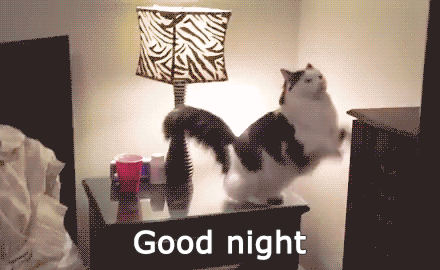 Cats going to bed