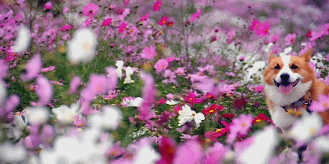 A cute corgi in the middle of a flower field