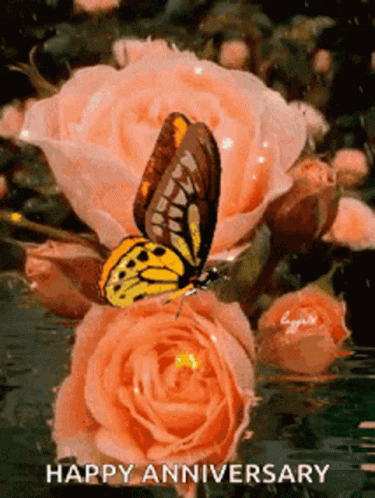 A beautiful butterfly on a pink rose