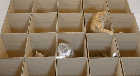 These kittens are happy with their box