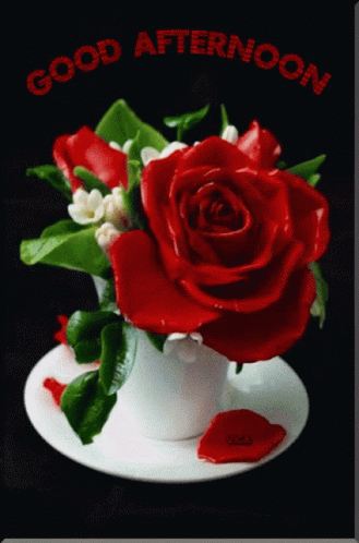 A shining red rose to greet your loved one a good afternoon