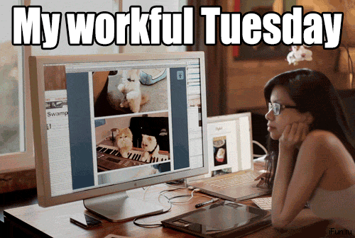 A woman scrolls through some GIFs on his computer for a productive Tuesday