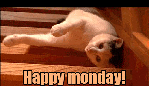 We all can relate to this lazy cat, especially on Mondays