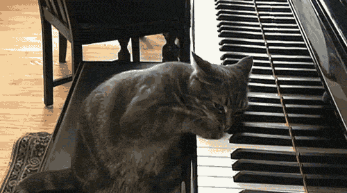 A cat playing the piano
