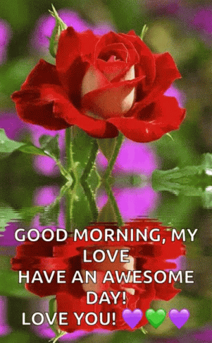 Good Morning My Love GIFs - The Best GIF Collections Are On GIFSEC