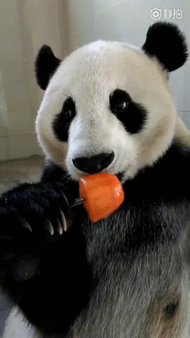 A panda licking an orange popsicle 