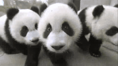 Three little pandas following the camera
