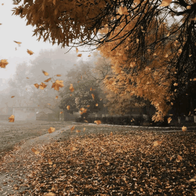 A cool GIF of leaves falling on Autumn