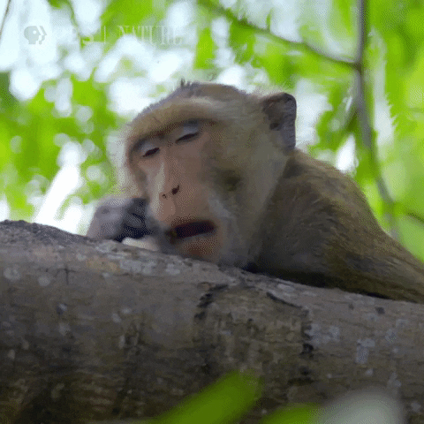 A sleepy monkey lying on the branch