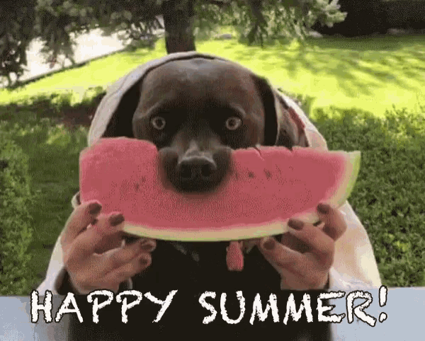 This dog is having a great summer while eating a watermelon